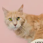 Kot do adopcji, Gdynia, 9 grudnia 2025