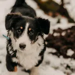 Pies do adopcji, Czartki, 9 grudnia 2025