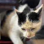 Znaleziono kota, Lublin, 9 grudnia 2025