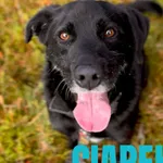 Ciapek - w domu tymczasowym