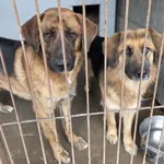 Pies do adopcji, Zgierz, 8 grudnia 2025