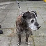 Pies do adopcji, Racibórz, 6 grudnia 2025