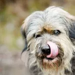 Pies do adopcji, Sosnowiec, 8 grudnia 2025