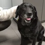 Znaleziono psa, Bydgoszcz, 6 grudnia 2025