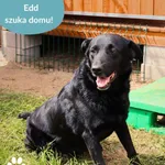 Pies do adopcji, Dąbrówka, 10 grudnia 2025