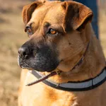 Oddam psa, Warszawa, 10 grudnia 2025