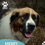 Pies do adopcji, Dąbrówka, 10 grudnia 2025