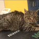 Znaleziono kota, Grudziądz, 8 grudnia 2025