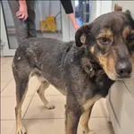 Znaleziono psa, Grudziądz, 4 grudnia 2025