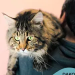 Kot do adopcji, Gdynia, 9 grudnia 2025