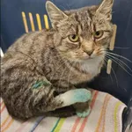 Znaleziono kota, Grudziądz, 5 grudnia 2025