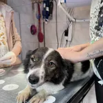 GW/249/24/25 Zosia  - data przyjęcia - 10.12.2025