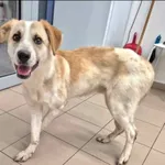 Znaleziono psa, Grudziądz, 9 grudnia 2025