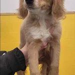 Znaleziono psa, Grudziądz, 8 grudnia 2025