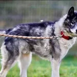 Znaleziono psa, Grudziądz, 2 sierpnia 2025