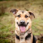 Oddam psa, Warszawa, 10 grudnia 2025