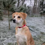 Znaleziono psa, Grudziądz, 30 października 2025