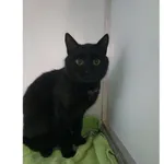 Znaleziono kota, Białystok, 16 listopada 2025