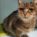 Znaleziono kota, Grudziądz, 11 grudnia 2025