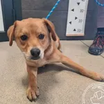 Znaleziono psa, Chełmek, 10 grudnia 2025