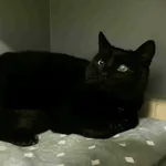 Kot do adopcji, Olsztyn, 23 listopada 2025