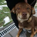 Pies do adopcji, Kraków, 25 listopada 2025