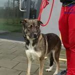 Znaleziono psa, Szczecin, 10 grudnia 2025