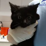 Znaleziono kota, Szczecin, 9 grudnia 2025