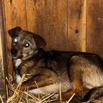 Pies do adopcji, Choszczno, 2 grudnia 2025