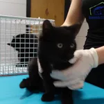 Znaleziono kota, Szczecin, 9 grudnia 2025