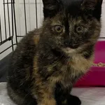 Znaleziono kota, Czartki, 10 grudnia 2025