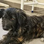 Pies do adopcji, Choszczno, 19 listopada 2025
