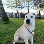 Pies do adopcji, Bełchatów, 1 lutego 2025