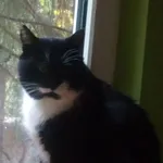 Zaginął kot, Komorów, 11 grudnia 2025