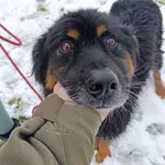 Pies do adopcji, Bełchatów, 29 kwietnia 2024