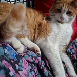 Zaginął kot, Bestwina, 11 grudnia 2025