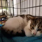 Znaleziono kota, Sosnowiec, 6 grudnia 2025