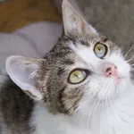 Znaleziono kota, Sosnowiec, 6 grudnia 2025