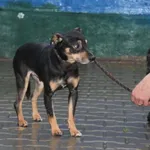 Pies do adopcji, Nowy Dwór Mazowiecki, 10 grudnia 2025