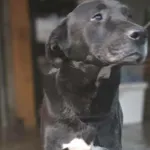 Pies do adopcji, Zgierz, 10 grudnia 2025