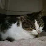 Znaleziono kota, Sosnowiec, 3 grudnia 2025