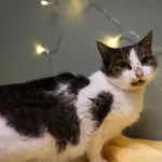 Znaleziono kota, Sosnowiec, 3 grudnia 2025