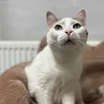 Znaleziono kota, Sosnowiec, 2 grudnia 2025