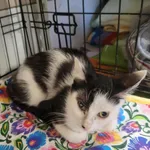 Znaleziono kota, Sosnowiec, 10 grudnia 2025