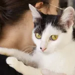 Znaleziono kota, Sosnowiec, 10 grudnia 2025