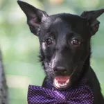 Znaleziono psa, Toruń, 3 grudnia 2025