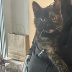 Znaleziono kota, Toruń, 9 grudnia 2025