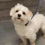 Znaleziono psa, Toruń, 10 grudnia 2025