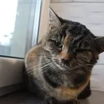 Kot do adopcji, Grudziądz, 21 listopada 2025