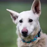 Znaleziono psa, Racławice, 7 grudnia 2025